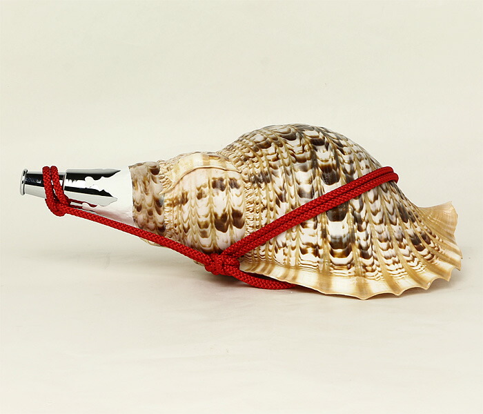 楽天市場】【 伊勢 宮忠 】【 No.1 法螺貝（ほら貝） 大型 】全長42.9