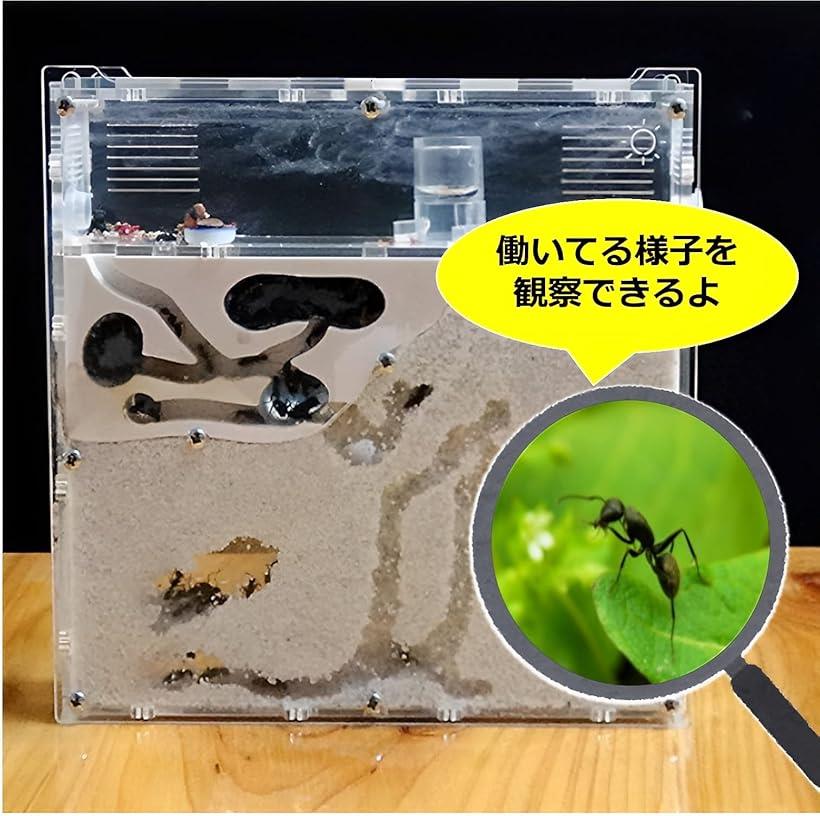 楽天市場】アリの巣 観察 キット 砂は別売 蟻 アリ飼育キット 飼育