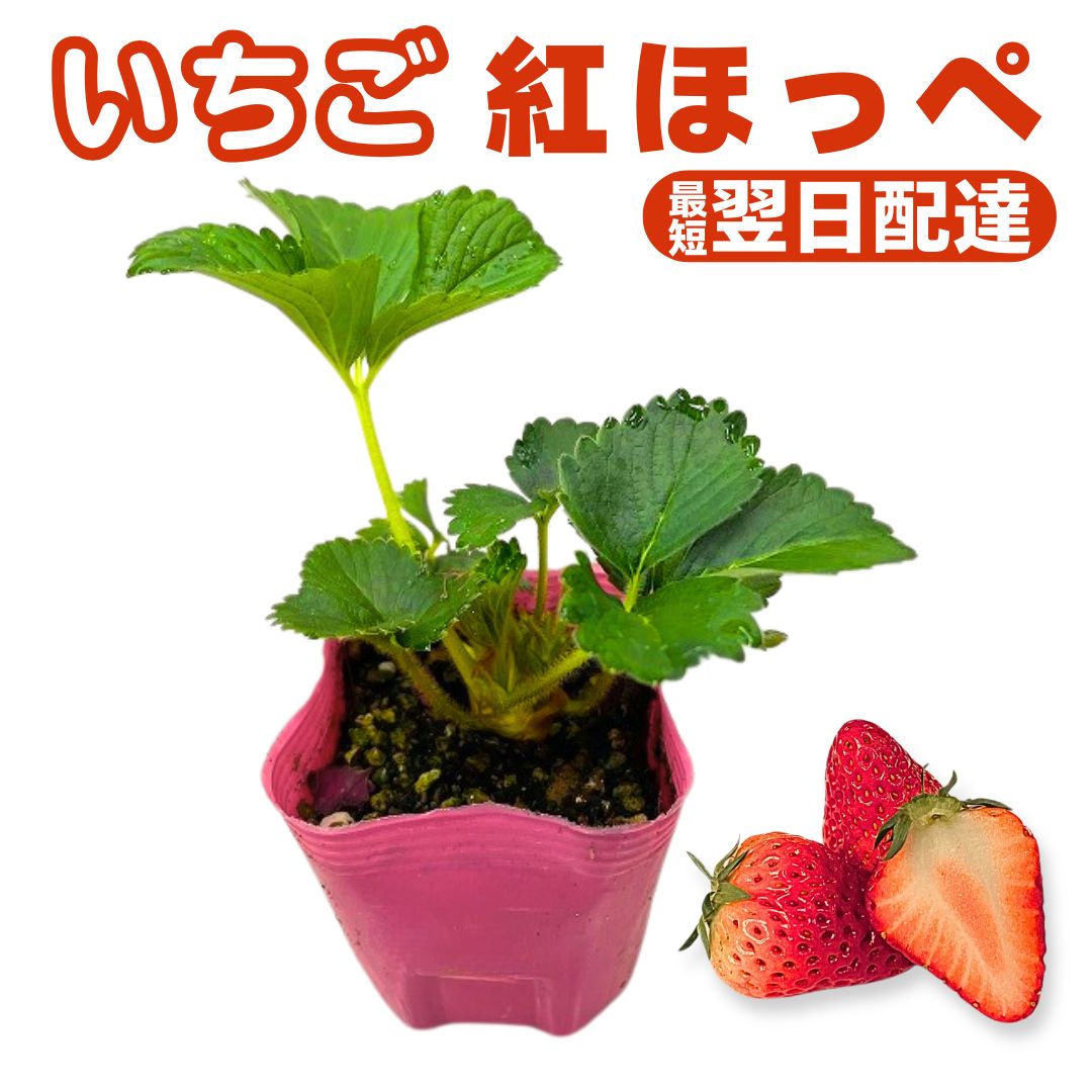 楽天市場】いちご 苗 紅ほっぺ 販売 大粒 病気に強い プランター