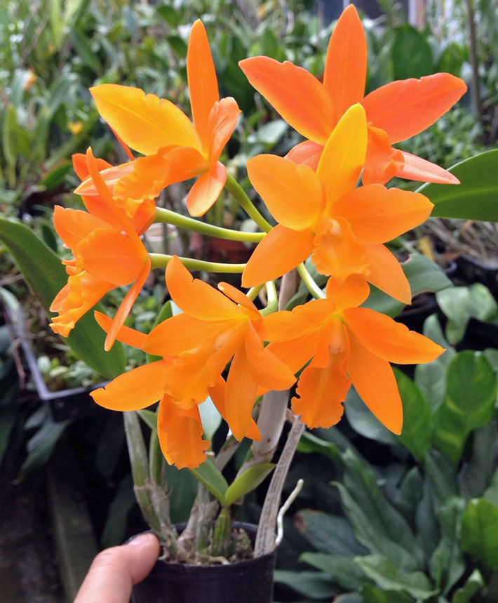 楽天市場】今ならつぼみ、または花付き！洋ランの苗『ミニカトレア