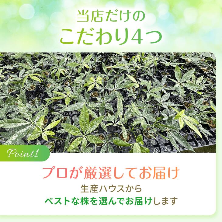 楽天市場】『「パキラ ミルキーウェイ」実生苗 斑入り 』2.5号ポット鉢