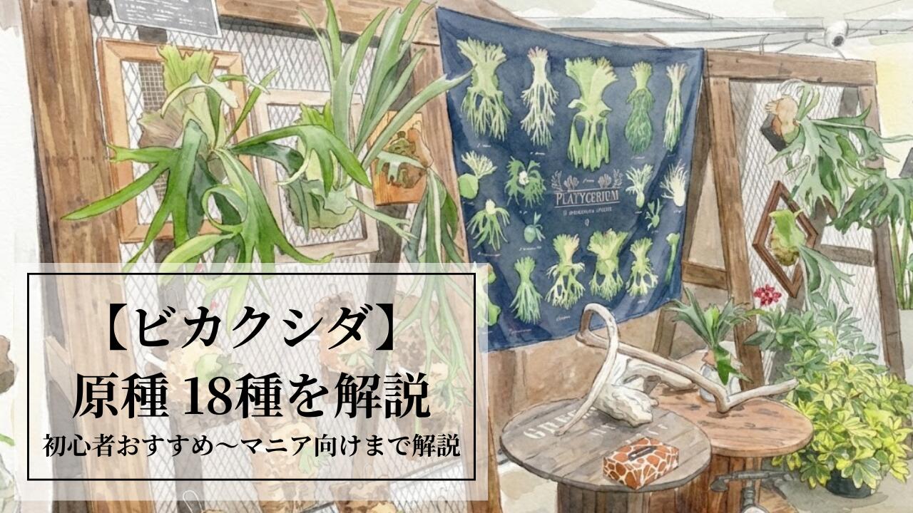 楽天市場 | 森水木のラン屋さん - ビカクシダの「原種」全18種を解説