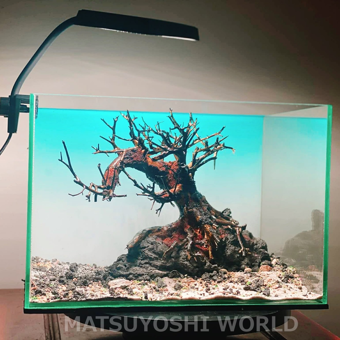 楽天市場】【お買い得・送料無料】小型溶岩石付き盆栽流木（水槽専用