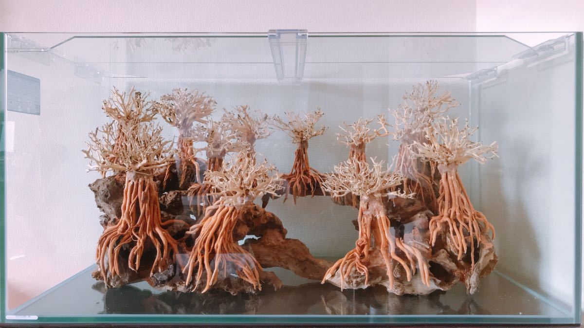 楽天市場】【送料無料・お買い得】90cm水槽専用 2段熱帯雨林の