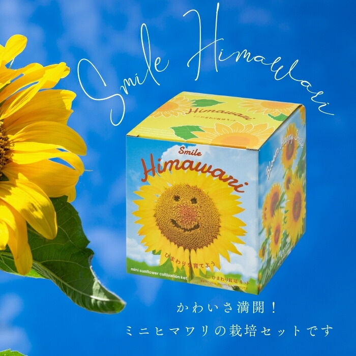 楽天市場】ひまわり 栽培キット ミニヒマワリ ハートビタミン カラー