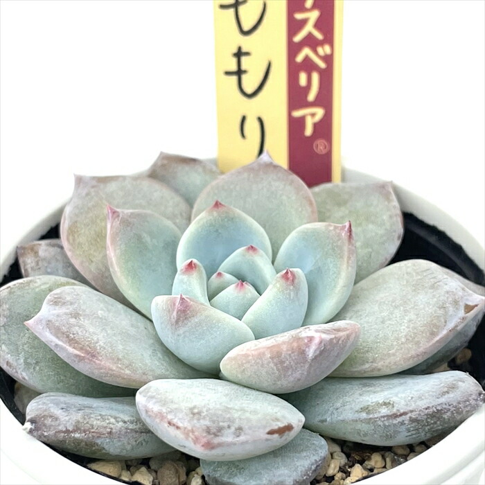 楽天市場】多肉植物 oriミックスベリア No.007 ももりん 多肉植物 お