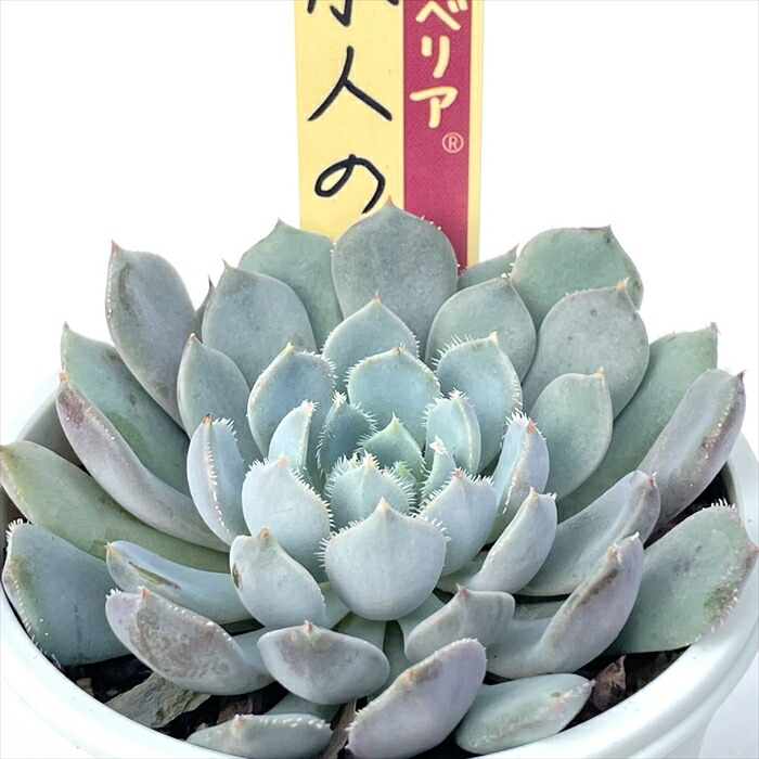楽天市場】多肉植物 oriミックスベリア No.021 小人の渚 多肉植物 お