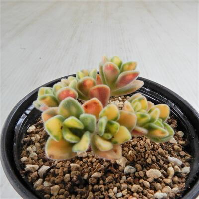 楽天市場】多肉植物 hmアエオニウム アイクリソン錦 多肉植物
