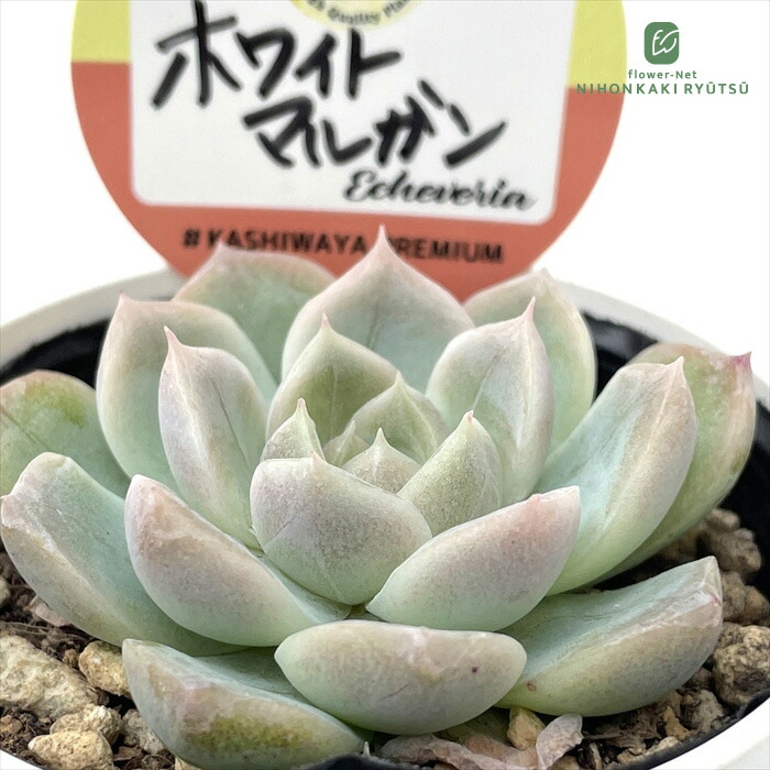 楽天市場】多肉植物 kswエケベリア ホワイトマルガン 柏屋商店さん苗