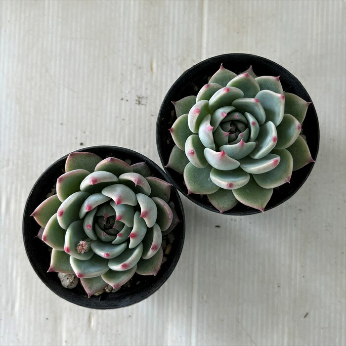 楽天市場】多肉植物 skエケベリア 桃太郎 多肉植物 エケベリア 7.5cm