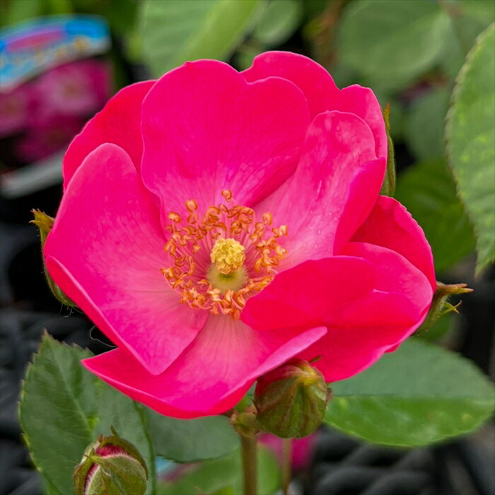 楽天市場】予約販売 バラ 苗 バラ 新苗 つるバラ アンジェラ 薔薇 ばら