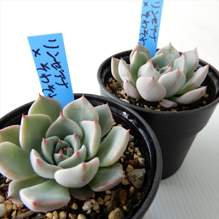 楽天市場】多肉植物 oriエケベリア リンゼアナ×そわそわ 多肉植物 お