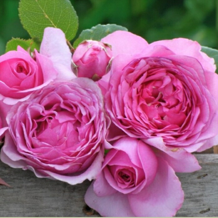 楽天市場】バラ大苗 ミスターダーシー 送料無料 バラ 薔薇 ばら 15cm