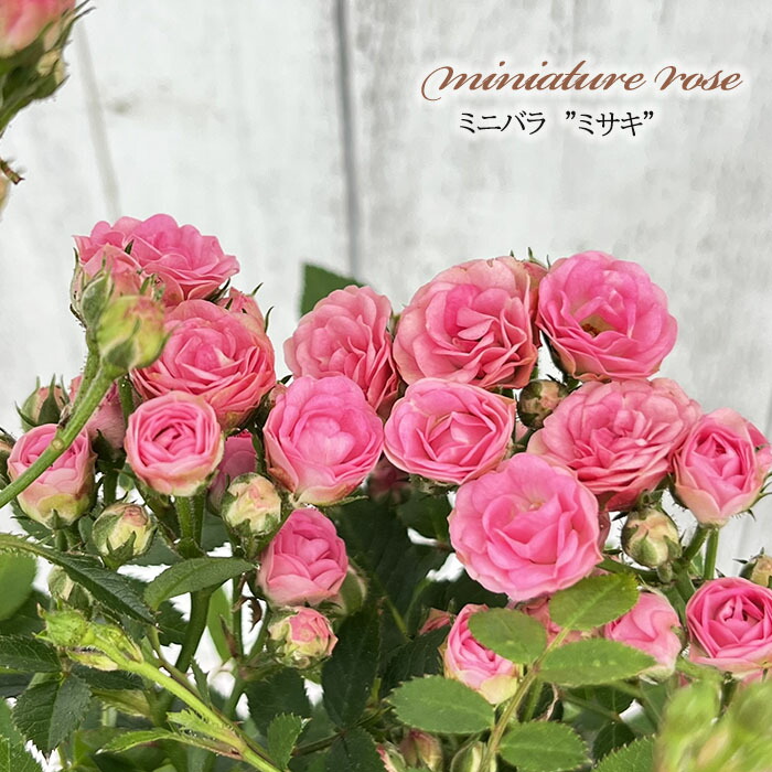 楽天市場】予約販売 ミニバラ ミサキ 3号ポット 四季咲き バラ 薔薇