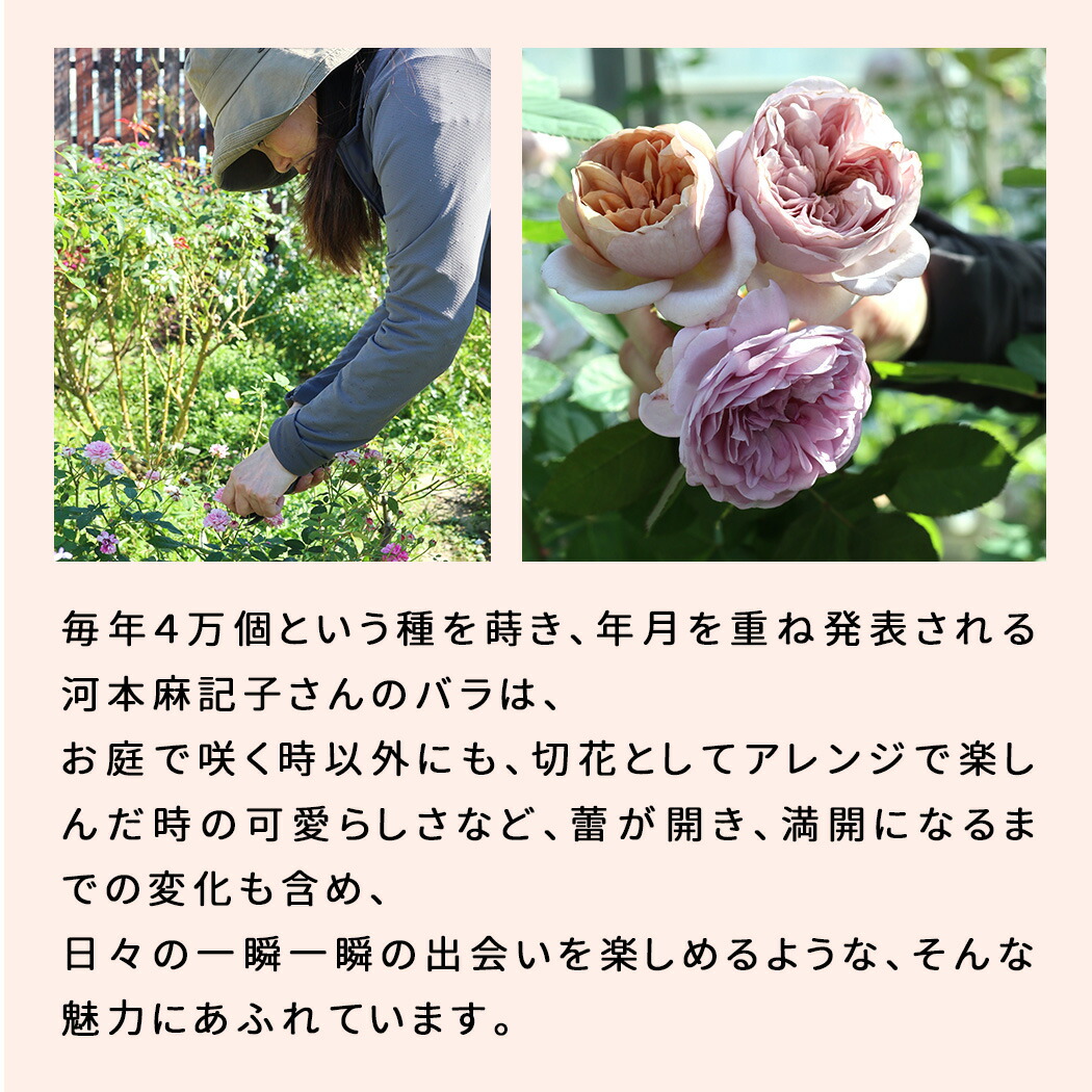 楽天市場】予約販売 【2025年秋新品種】 バラ 苗 バラ 新苗 河本バラ園