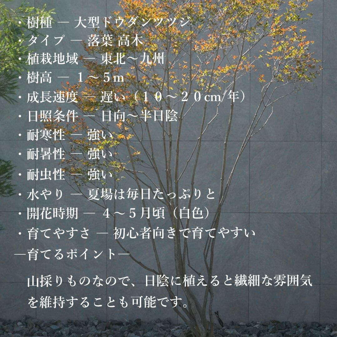 楽天市場】【現品】山採り【大型ドウダンツツジ】灯台躑躅 自然風樹形