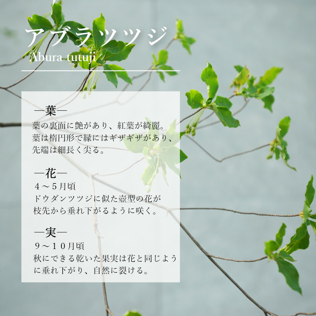 楽天市場】【現品】山採り【アブラツツジ】アブラドウダンツツジ 油