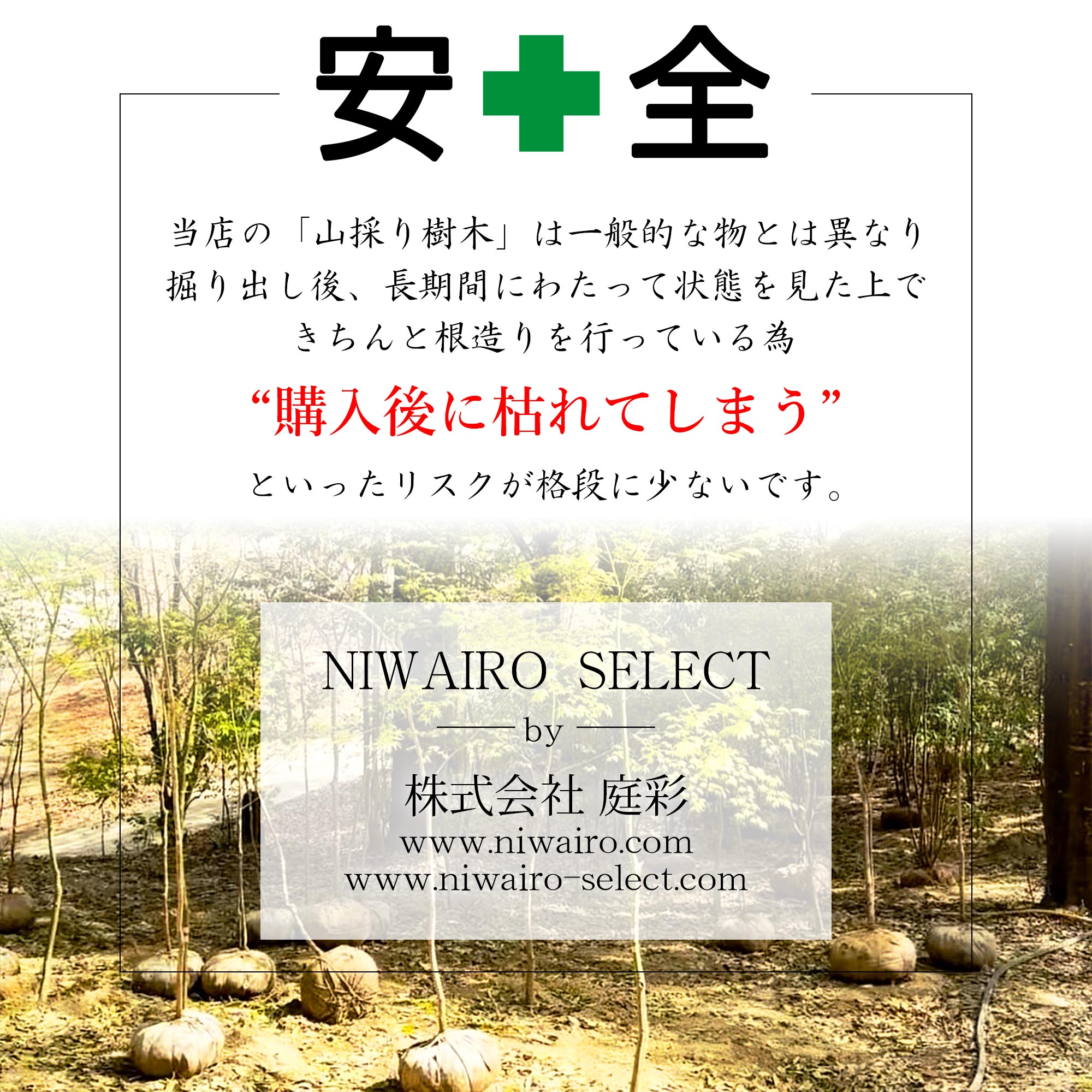 楽天市場】【現品】山採り【ナツハゼ】夏櫨 本株立ち 自然風樹形 樹高H