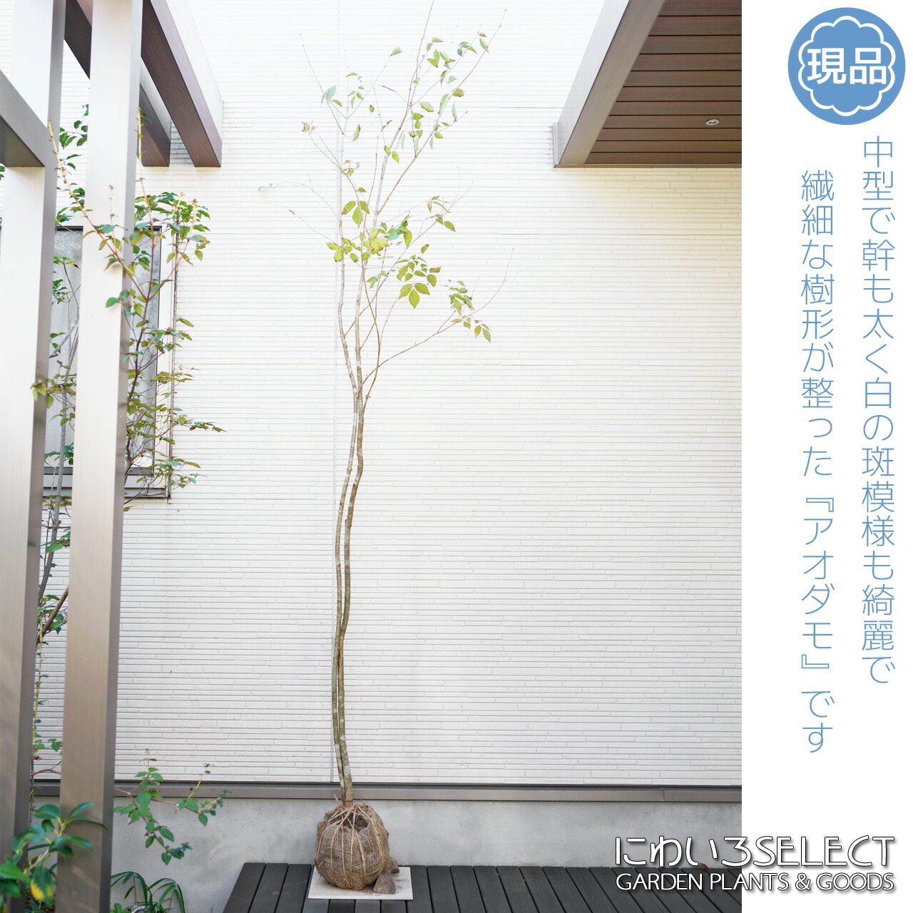 楽天市場】 山採りシリーズ 日陰で育った繊細な樹形 : にわいろSELECT