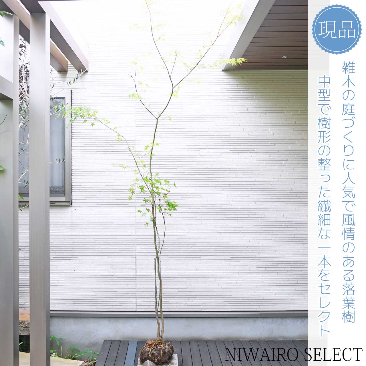 楽天市場】山採り【モミジ】イロハモミジ 株立ち 自然樹形 樹高H≒265