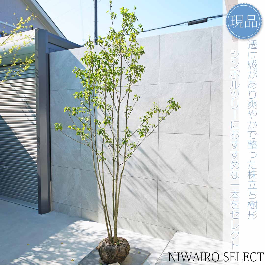 ソヨゴ 株立ち」の人気商品一覧 | 安い商品を通販サイトから探す