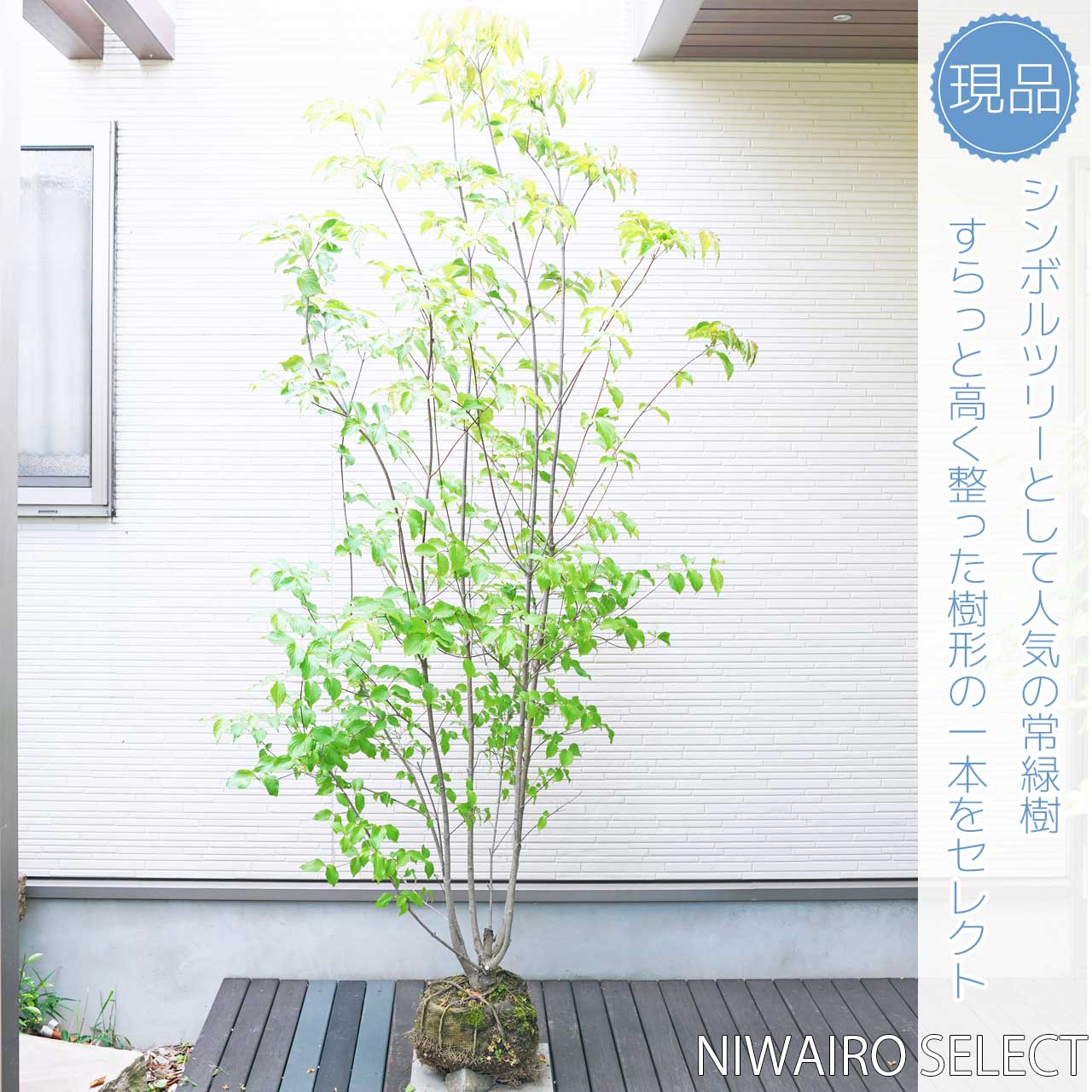 楽天市場】【ヤマボウシ】 株立ち 自然樹形 樹高H≒200 × 枝張W≒110cm