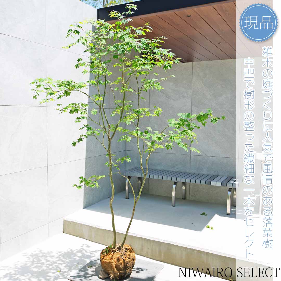 楽天市場】【現品】山採り【コハウチワカエデ】小羽団扇楓 株立ち 自然