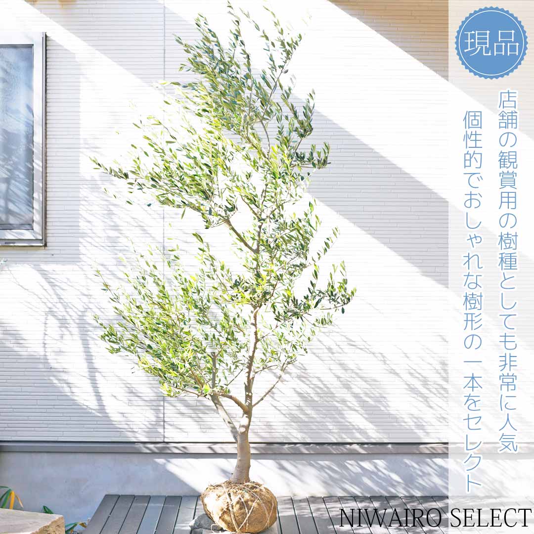 楽天市場】【オリーブの木】 ネバディロブランコ 自然樹形 樹高H≒190