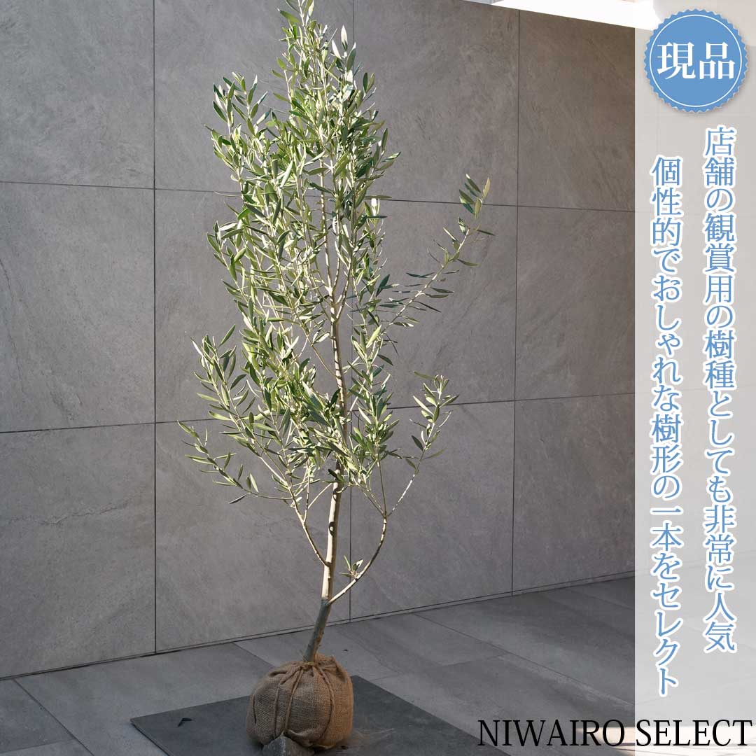 楽天市場】オリーブ シプ レッシー ノの通販