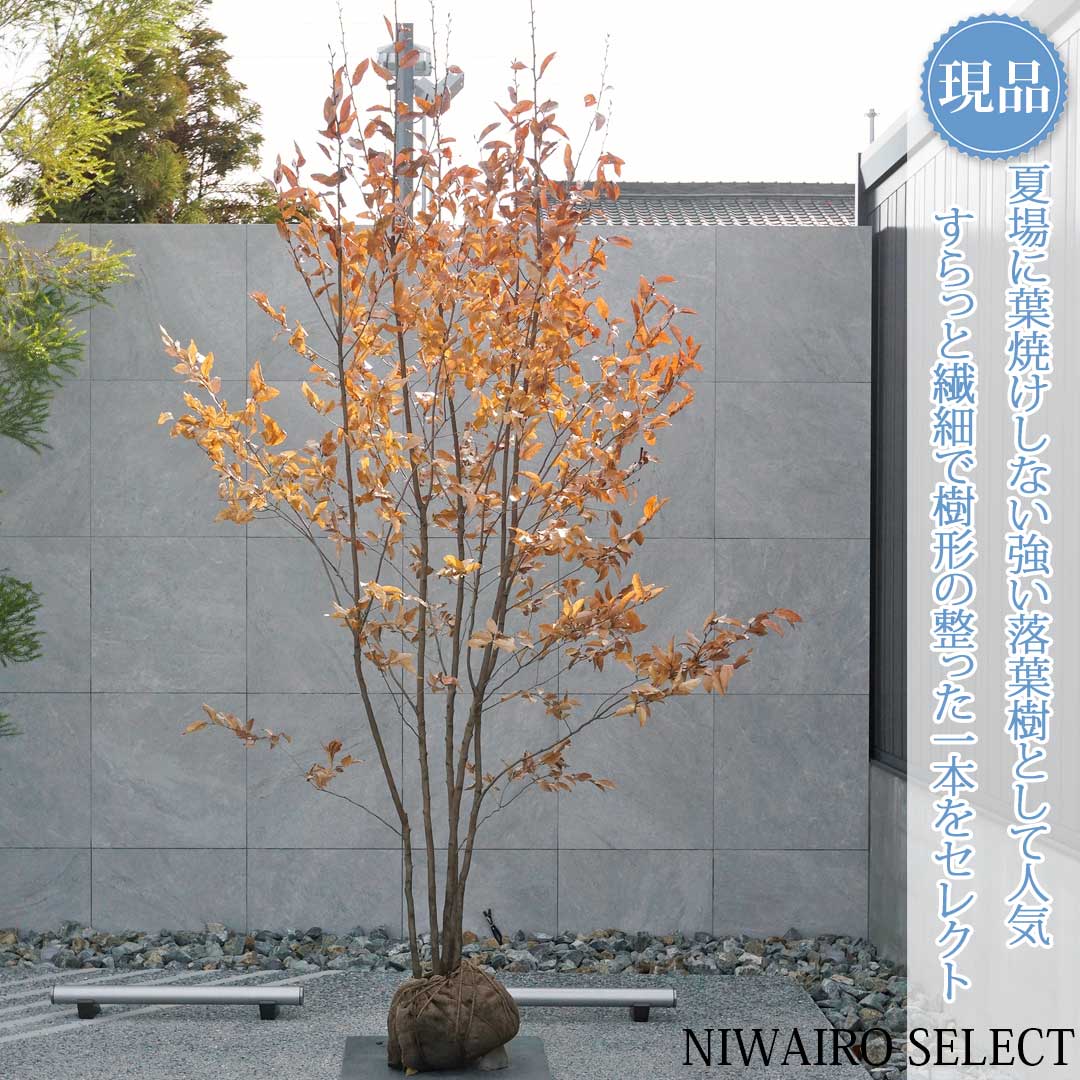 楽天市場】【選べる現品】ヤマコウバシ 苗木 株立ち 樹高約2.1m