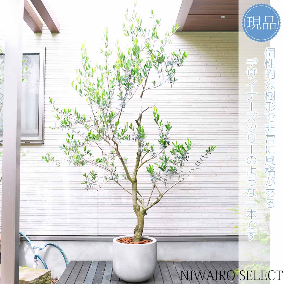 楽天市場】鉢植え【オリーブの木】 ミッション 自然風樹形 全高H≒240