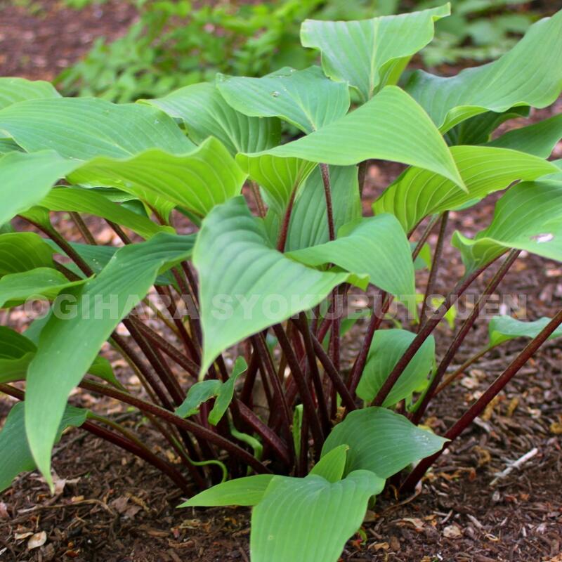 楽天市場】ギボウシ（ホスタ）'レッド ステッパー' : おぎはら植物園