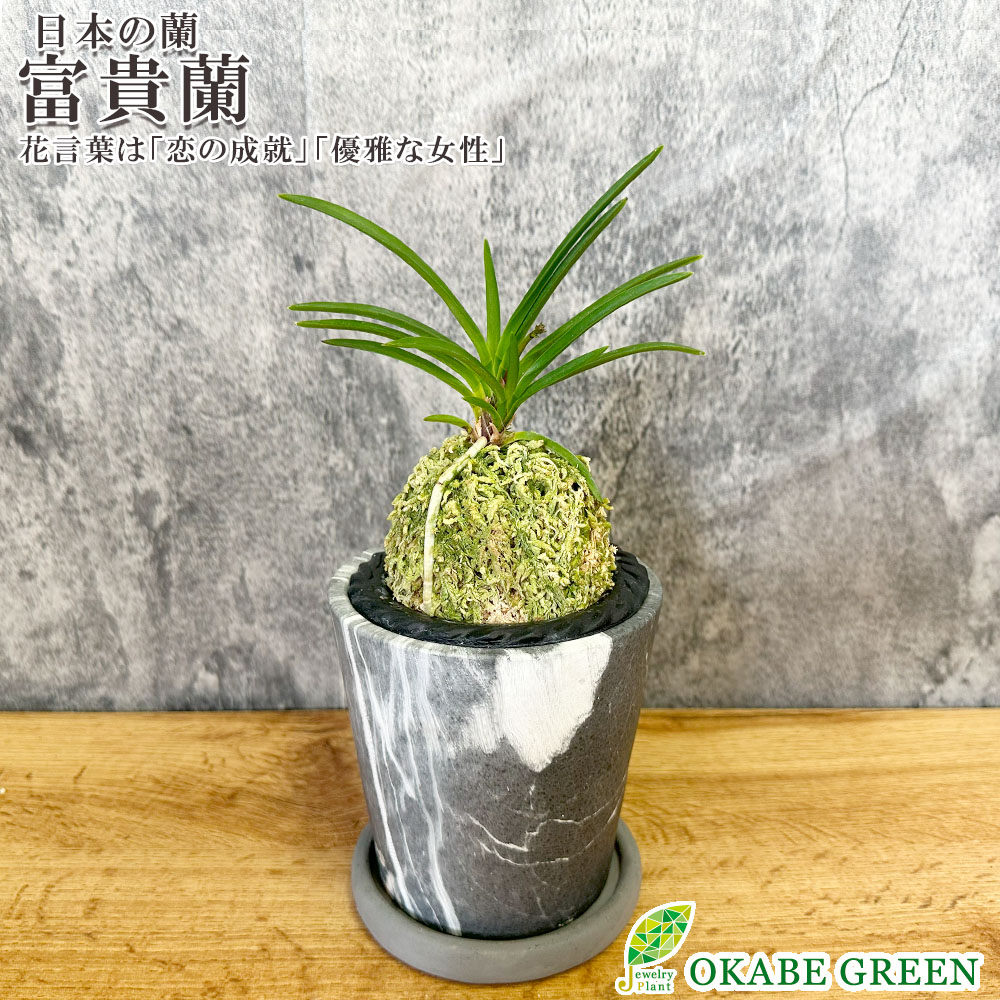 楽天市場】観葉植物 小さい 富貴蘭 風蘭 蘭 グレー陶器鉢 ラッピング