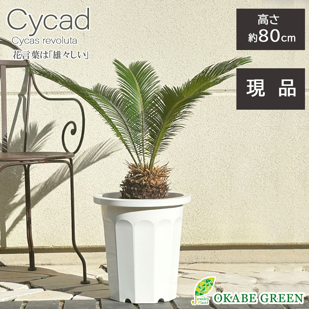 楽天市場】観葉植物 大型 屋外 ソテツ 10号 【現品】 ラッピング無料