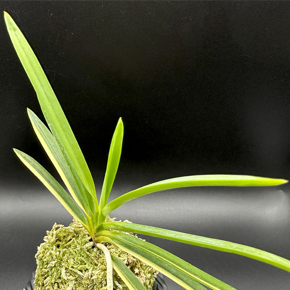 楽天市場】富貴蘭 風蘭 蘭 建国縞 【現品】 ケンコクシマ 1本立 限品