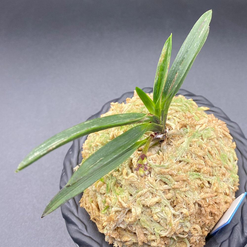 楽天市場】【店内全品2個同時購入10％OFFクーポン配布中】 富貴蘭 黒