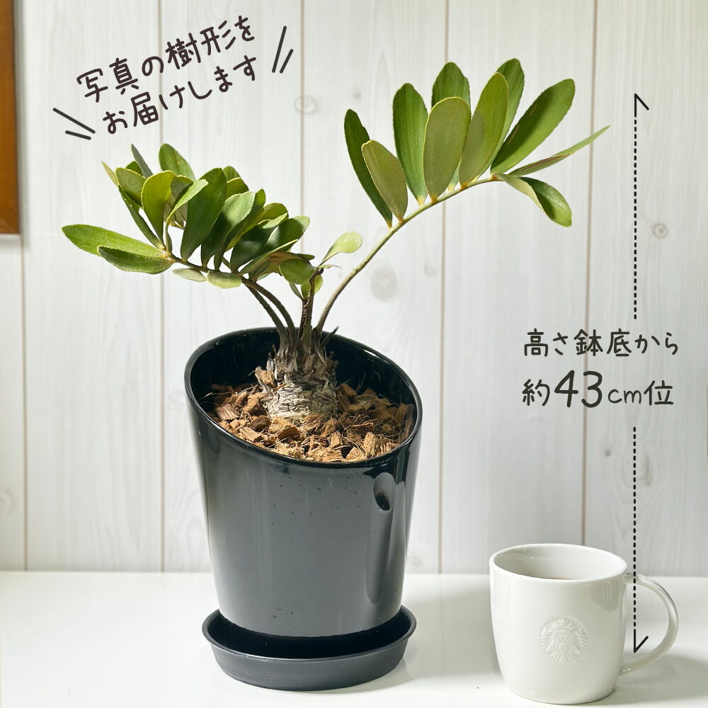 楽天市場】観葉植物 メキシコ ソテツ ザミア フルフラケア 【現品】 6