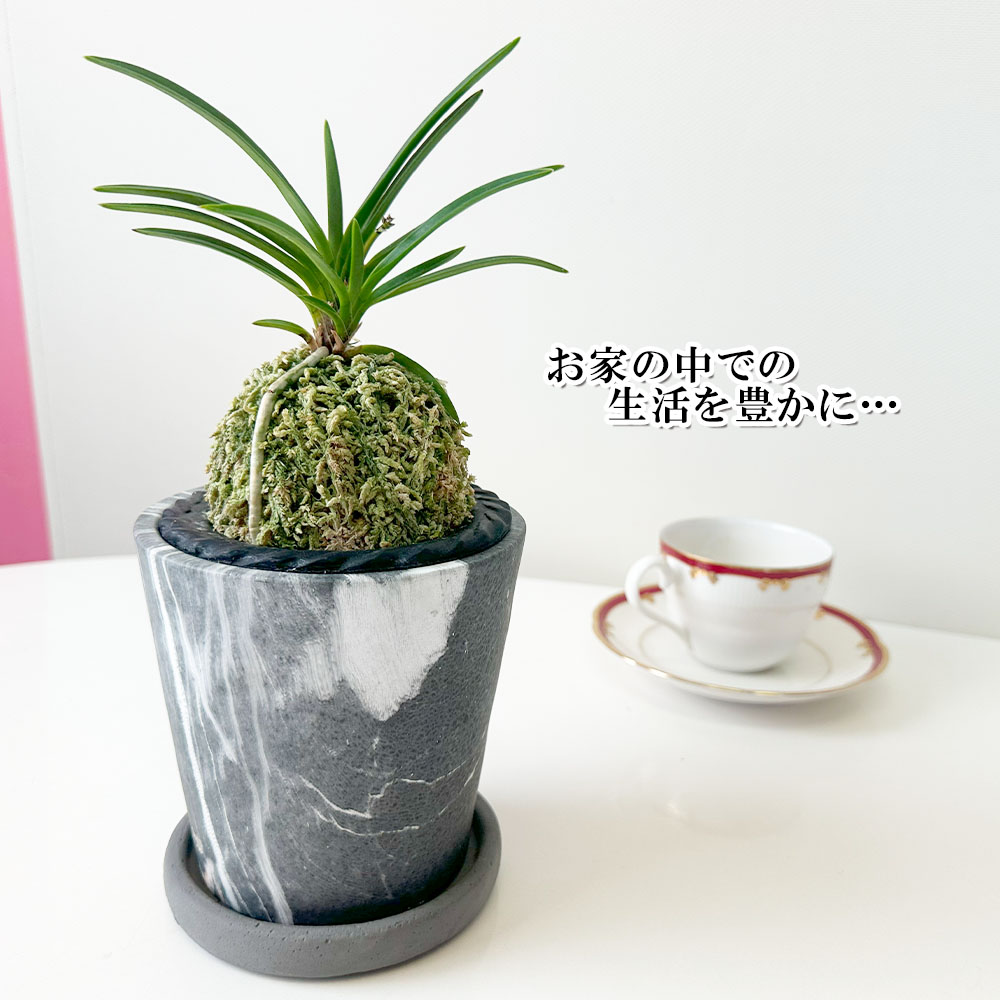 楽天市場】観葉植物 小さい 富貴蘭 風蘭 蘭 グレー陶器鉢 ラッピング
