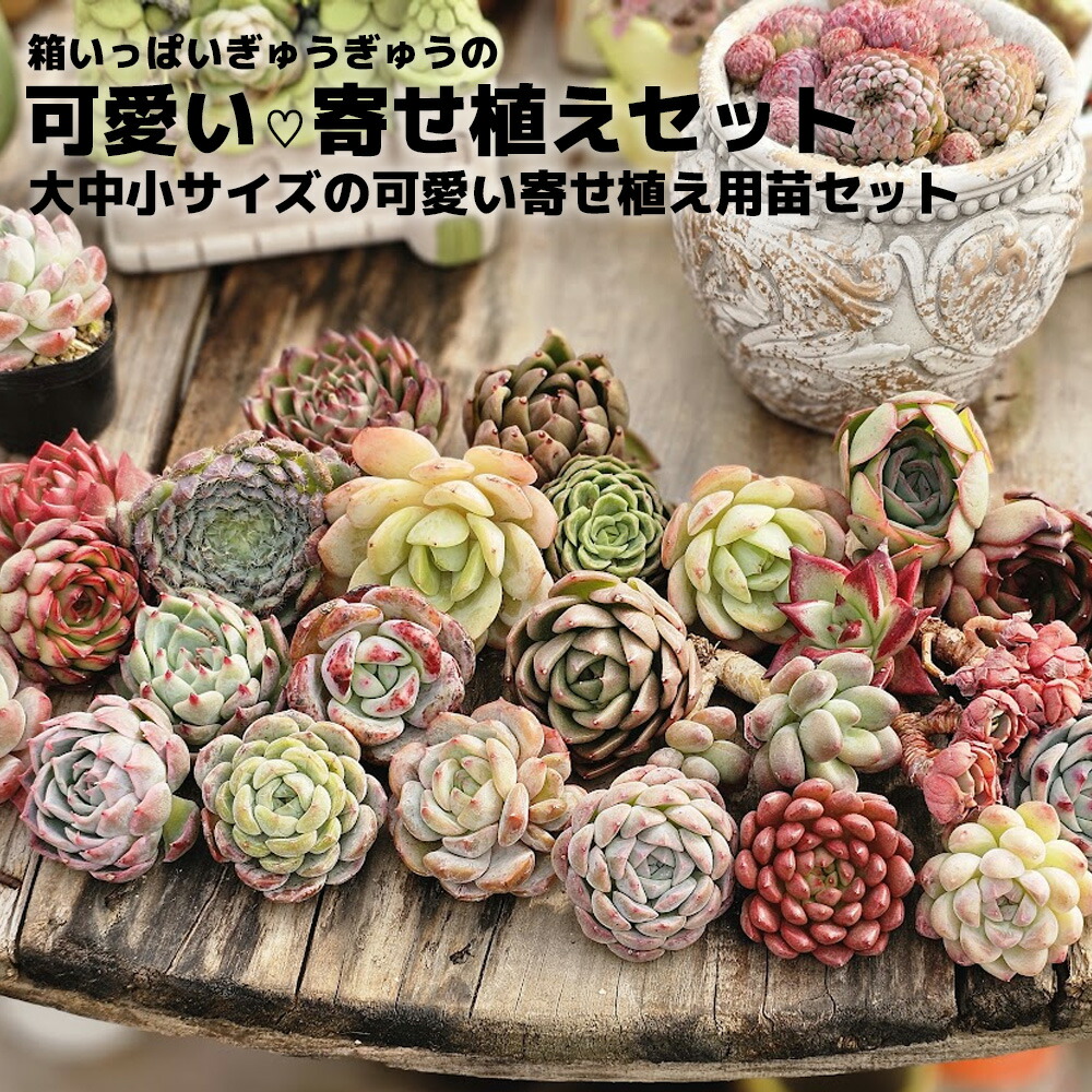 楽天市場】【新品種追加苗増量中！】【700円OFFクーポン配布！】A~B品