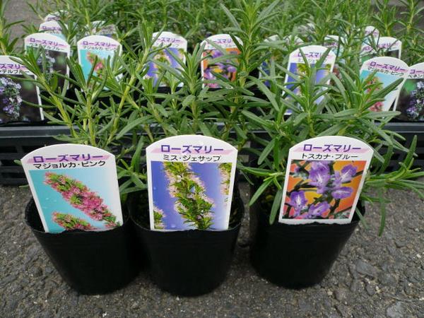 楽天市場】ローズマリー 3株セット Herb ハーブ料理にもガーデニングに