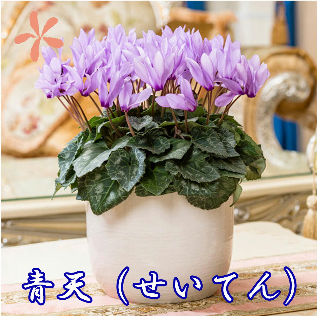 楽天市場】シクラメン 青天 せいてん Daiei 花園 カゴ入り 送料