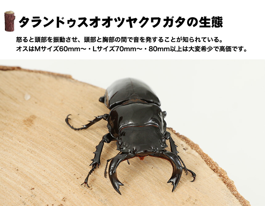楽天市場】むしや本舗 タランドゥス オオツヤクワガタ オス単品