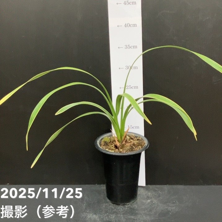 楽天市場】キンリョウヘン ミツバチの通販
