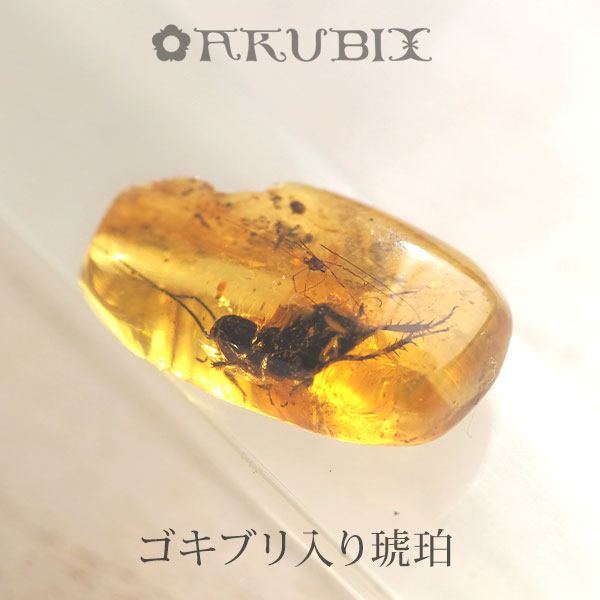 楽天市場】【バルト海の琥珀】虫入り琥珀 ルース こはく ギフト 一点