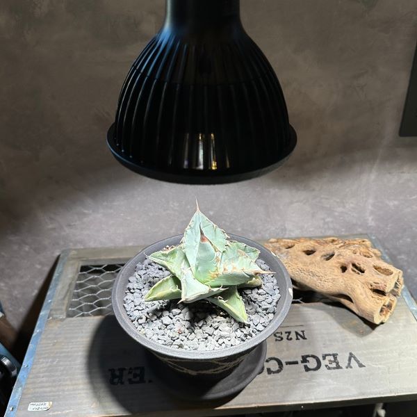 楽天市場】TSUKUYOMI BARREL E26 植物育成ライト 太陽光LED アガベ