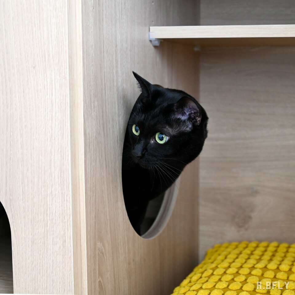 楽天市場】【A.BFLY限定商品】にゃうんたー サイドボード 猫 トイレ