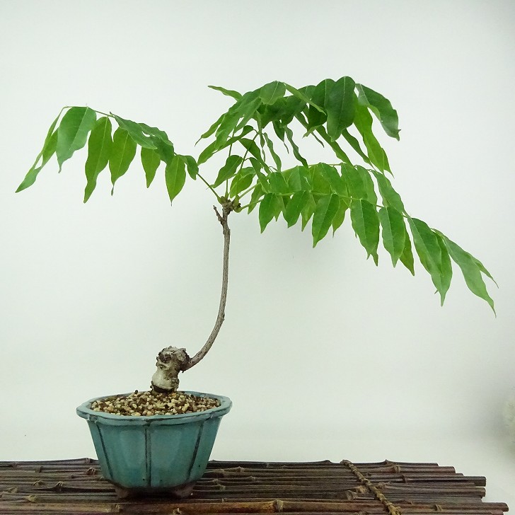 植木 盆栽 一才藤」の人気商品一覧 | 安い商品を通販サイトから探す