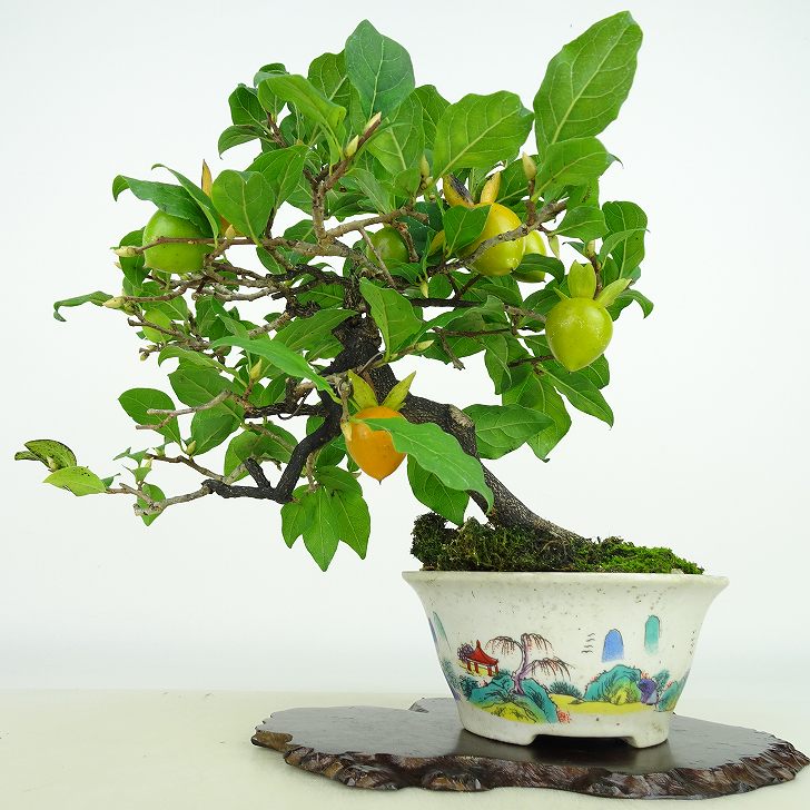 楽天市場】盆栽 老爺柿 樹高 約21cm ろうやがき Diospyros rhombifolia