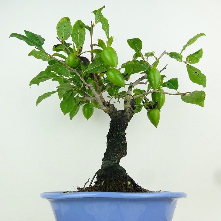 楽天市場】盆栽 老爺柿 紅大筆 樹高 約26cm ろうやがき Diospyros