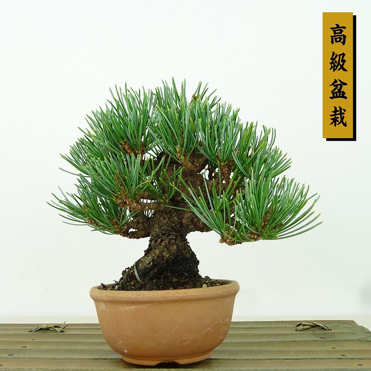 五葉松 盆栽 植木」の人気商品一覧 | 安い商品を通販サイトから探す